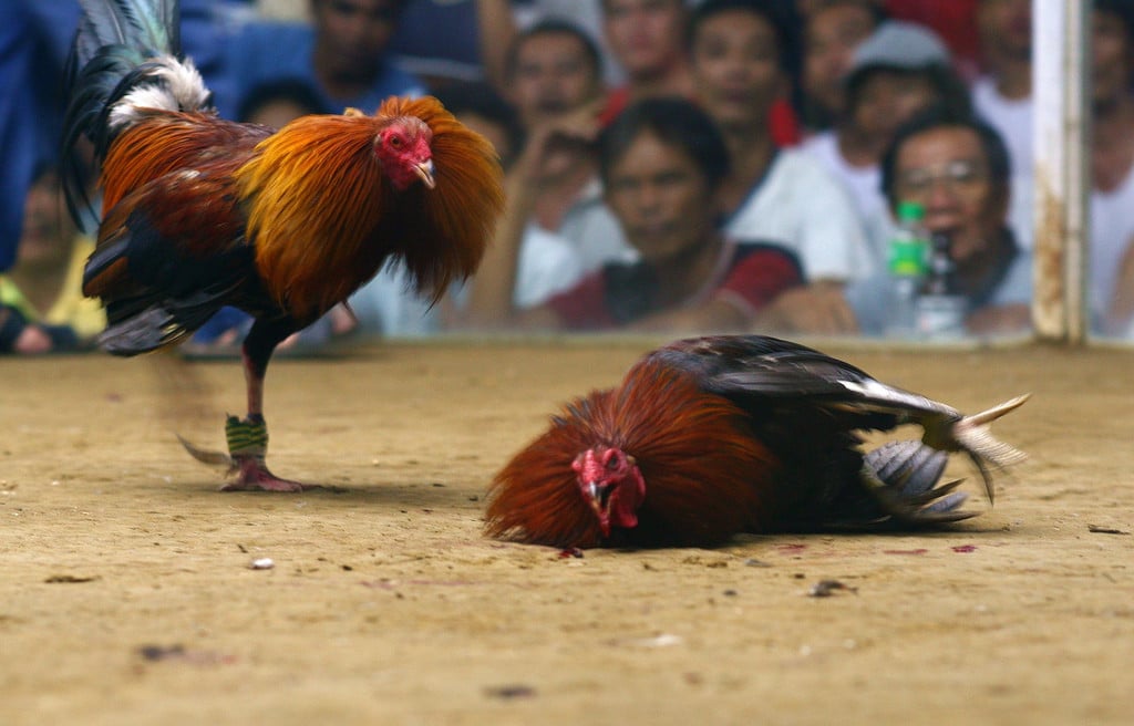 rooster down - sabong