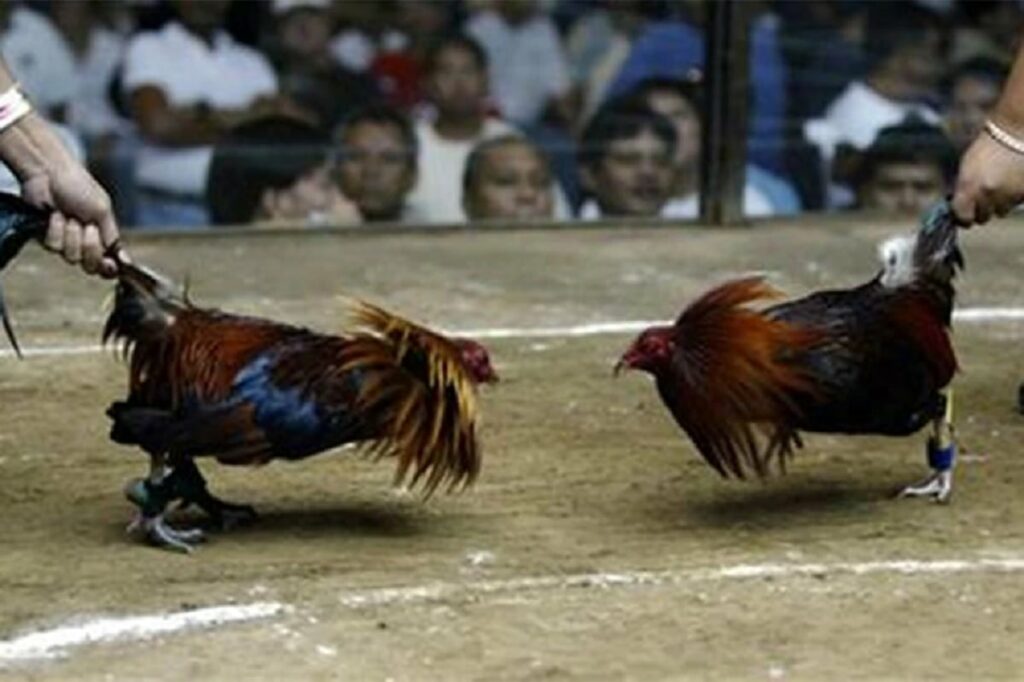 cock fighting