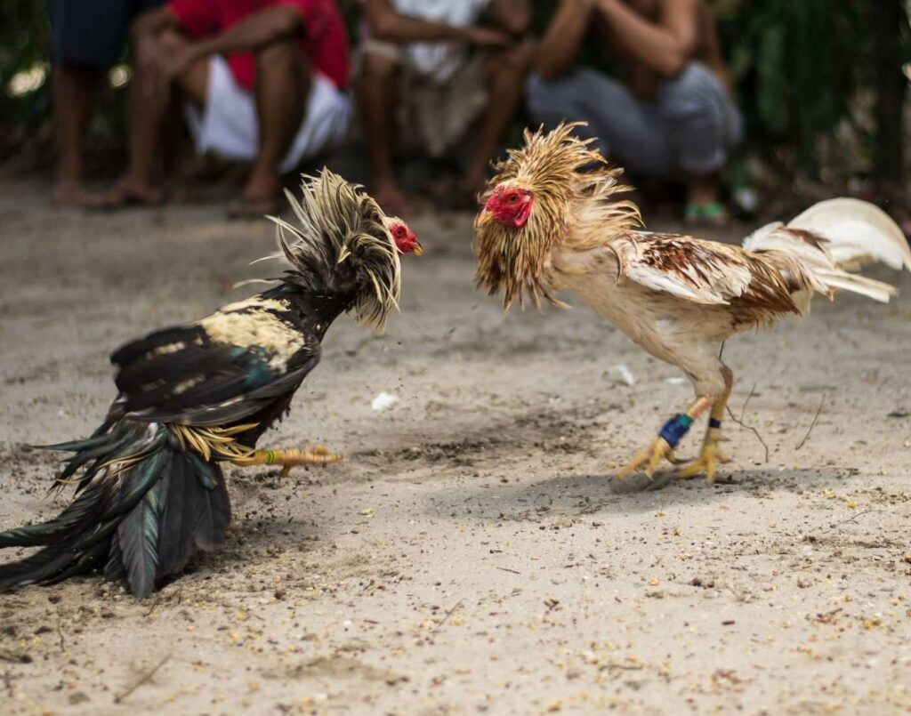 cockfighting philippines
