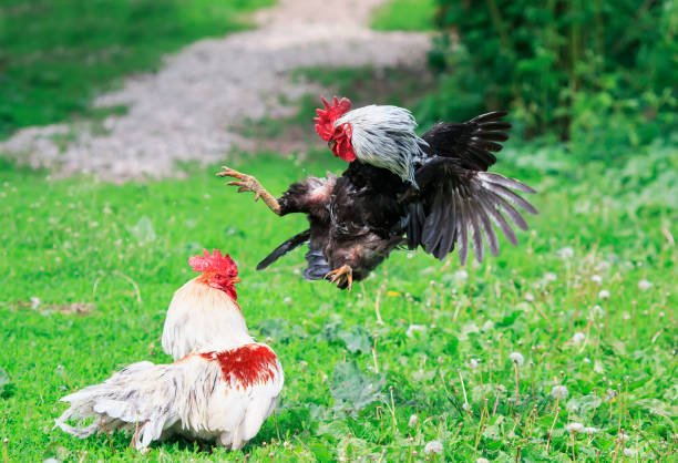 evil rivals of the village cocks started a fight at the summer yard